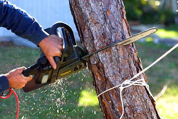 Best Weed Control  in Poulsbo, WA