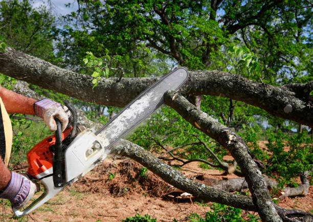 Trusted Poulsbo, WA Tree Services Experts